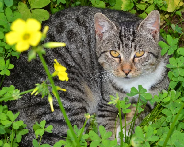 Male cat portrait — Stock Photo, Image