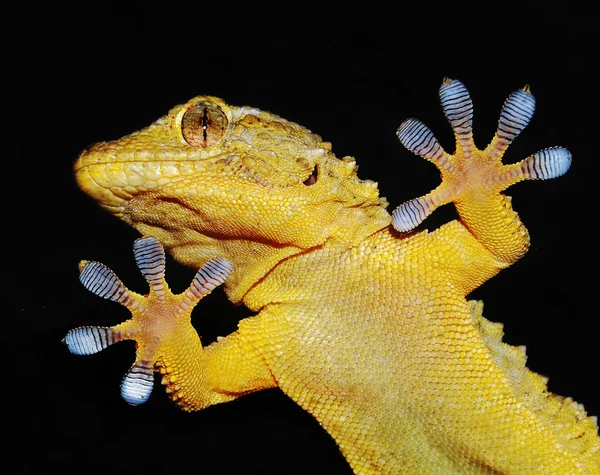 Портрет геккона — стоковое фото