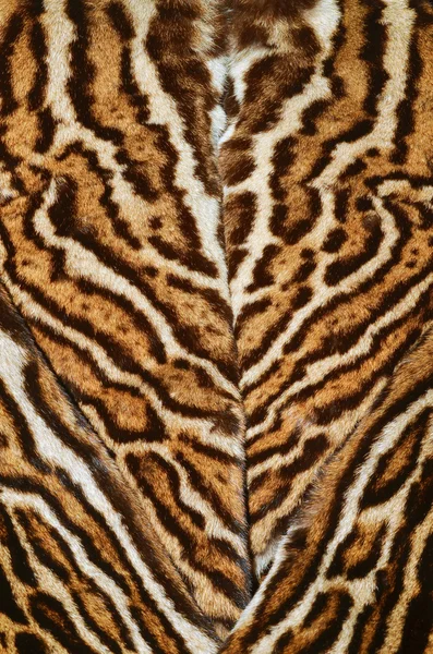 Background of feline fur coat — Stock Photo, Image