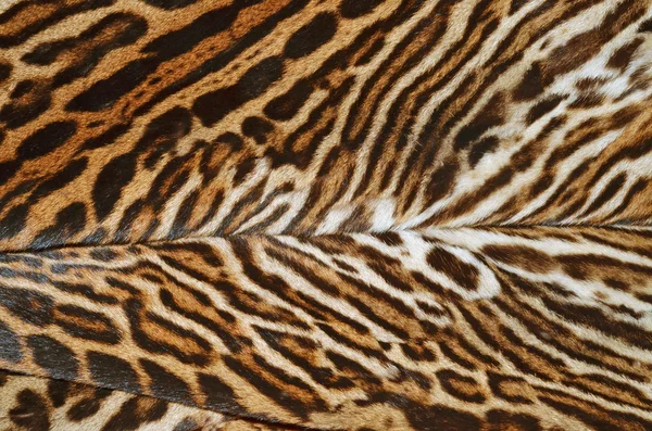 猫科动物毛皮背景 — 图库照片