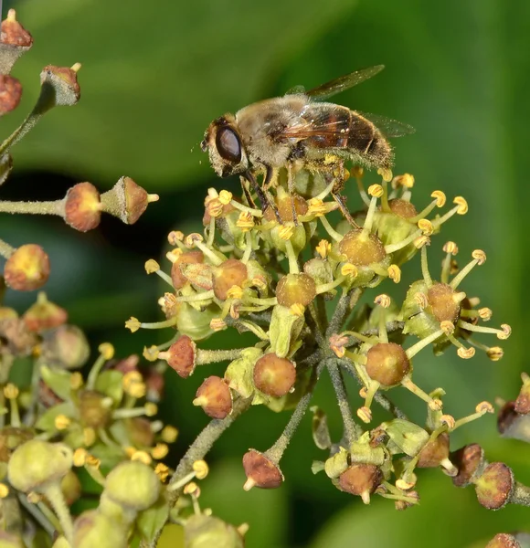 Pollinering på blommor — Stockfoto