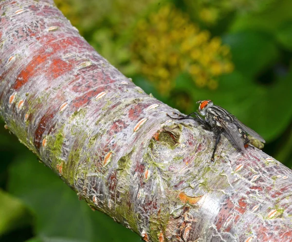 Una mosca en la rama —  Fotos de Stock