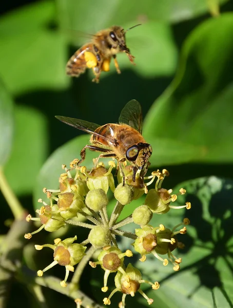 Pollination on the flowers — Stock Photo, Image