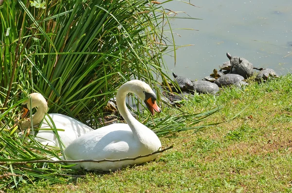 Zwanen nest en schildpadden — Stockfoto