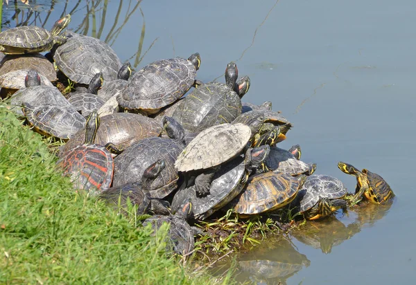 Vatten sköldpaddor familj — Stockfoto