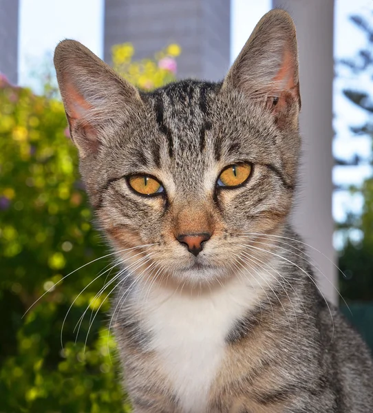 Portrait of male cat — Stock Photo, Image