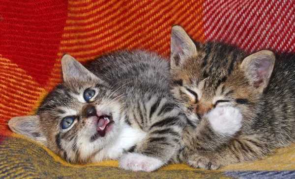 Ritratto dei gatti piccoli — Foto Stock