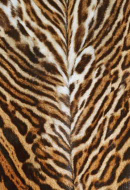 leopar kürk closeup