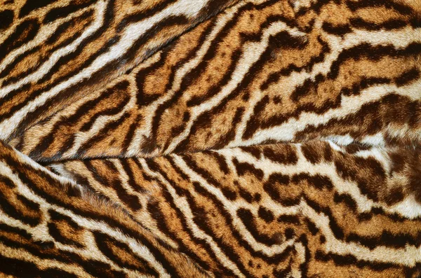 Closeup της γούνας ocelot — Φωτογραφία Αρχείου