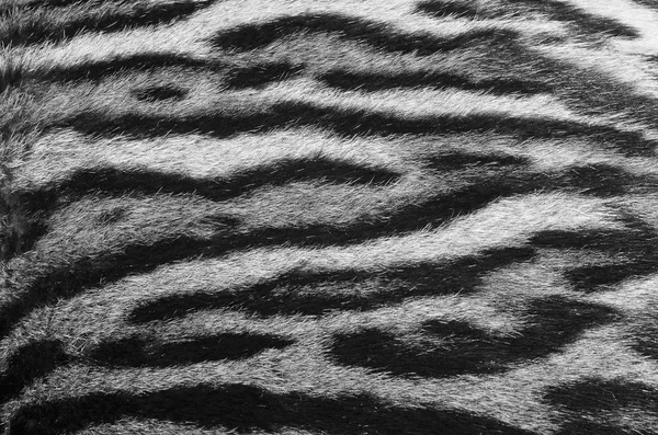 Tygr kožešinové textury — Stock fotografie