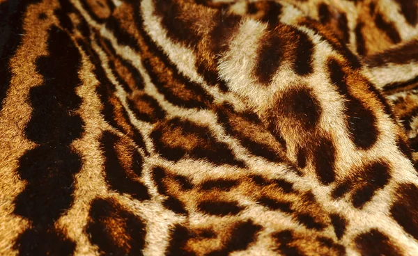 Leopard fur background — Stock Photo, Image