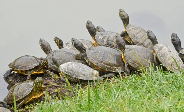 Water turtles family — Stock Photo, Image