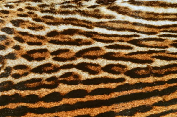 Леопардовый шубу фон — стоковое фото