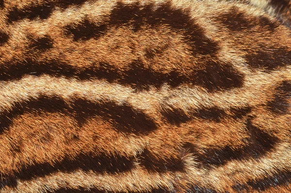Textur aus Leopardenfell — Stockfoto
