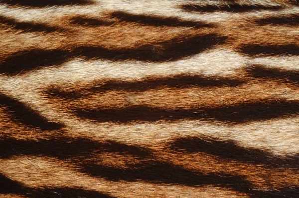 Tiger fur details — Stock Photo, Image