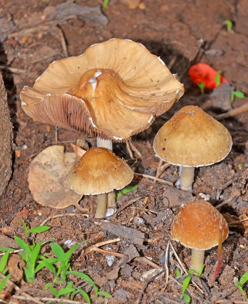 Closeup of mushrooms — Stock Photo, Image