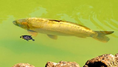 sazan ve su kaplumbağası