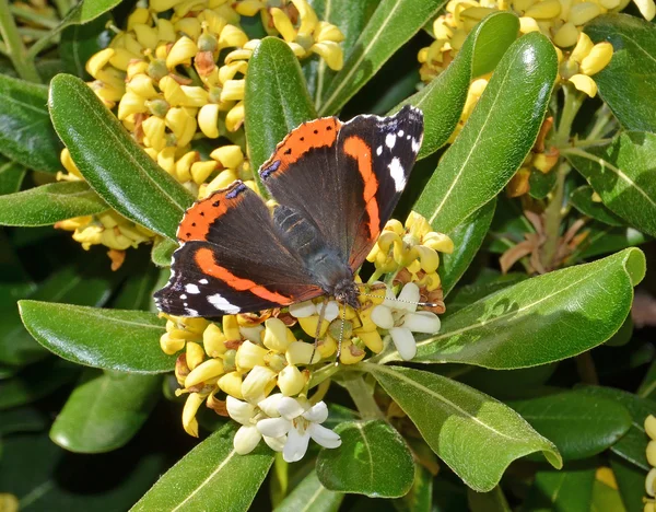 Fjäril på blomma — Stockfoto