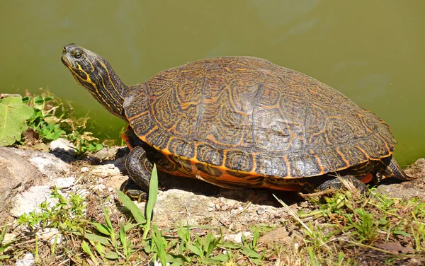 Wasserschildkröte am See — Stockfoto