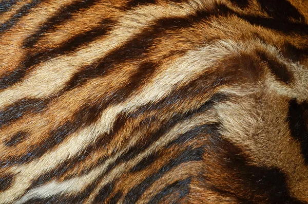 Tiger fond de fourrure — Photo