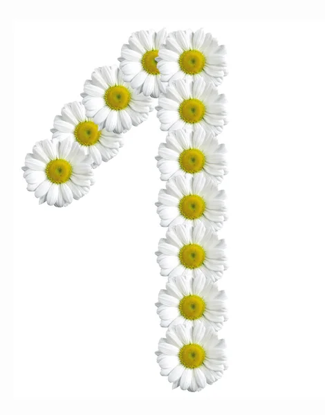 Σχήμα ένα από τα λουλούδια μαργαρίτες σε λευκό φόντο — Φωτογραφία Αρχείου