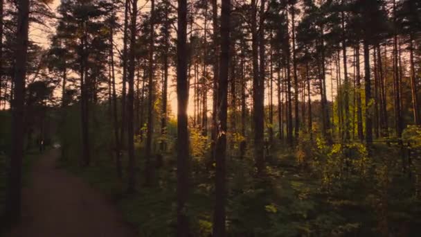 Gladde beweging door gebladerte tijdens zonsondergang. Zonnestralen schijnen door de bladeren en creëren verblinding en vlam. Gouden zonsopgang of zonsondergang met glanzend zonlicht en stralen. Groen bos met avondzon. — Stockvideo