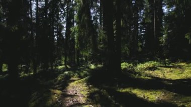 Ağaçların dallarında parlayan yoğun güneş ışığıyla dolu orman gövdeleri. Derin bir patika, odunsu kozalaklı, nadir güneş ışınlı. Ormanın içinden geçen bir köy yolu. Güneşli bir günde bir doğa yolu..