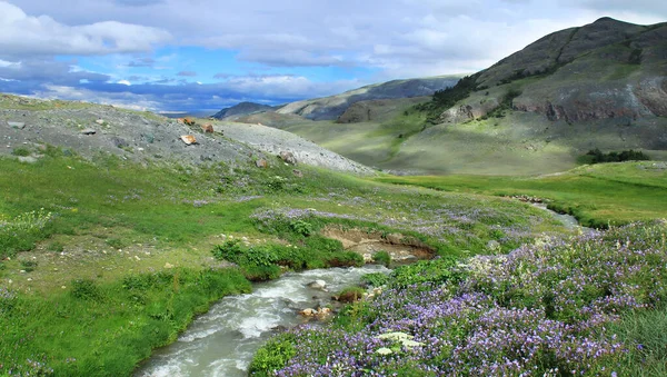 A wide green valley with a stream, hills and mountains in summer, wild lilac flowers grow near the stream and in the glades, a large mountain on the right, a sky with clouds, sunny, Altai