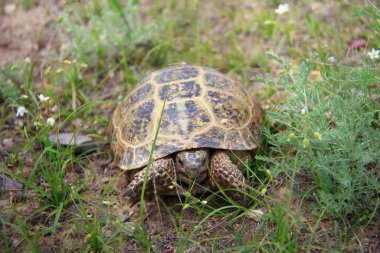 Küçük sarı bir kaplumbağa çimlerin üzerinde, küçük yabani çiçekler yakınlarda yetişiyor, yaz, bulutlu, kaplumbağa çerçeveye bakıyor.