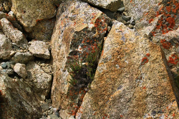 Büyük sarı gri taşların çatlaklarında kırmızı yabani çiçekler, taşların üzerinde kırmızı zambaklar, diğer taşların etrafında, Büyük Almaty zirvesinin yamacı, yaz, güneşli