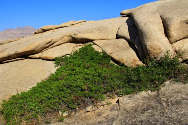 Beautifully folded slope of volcanic mountains in the Bektau-Ata tract, yellow smooth stones and a dense green shrub grows below, summer, sunny