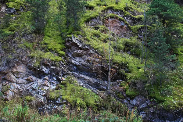 A huge rocky slope of a high mountain and dense green moss and trees grow on it, summer, sunny