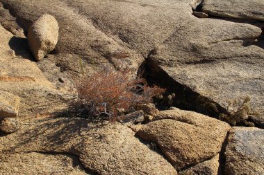 Bektau-Ata 'nın büyük gri ve sarı volkanik taşlarında kuru yapraklı kuru bir çalı yarık, parlak güneş, yaz, güneşli bir çalı yetişir.