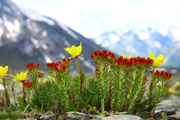 Flores Rojas Amarillas Silvestres Crecen Las Piedras Altas Las Montañas — Foto de Stock