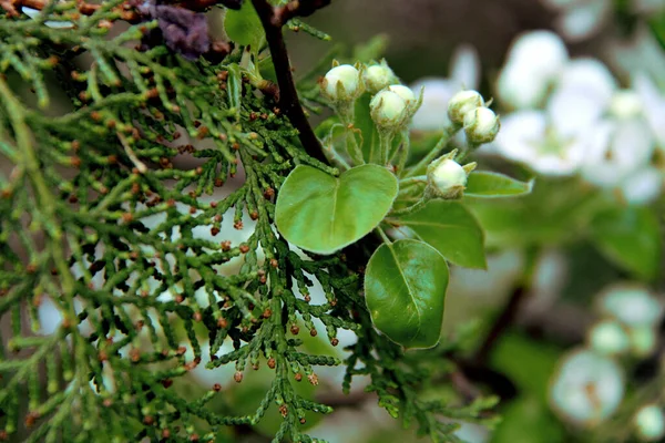 Close Branch Apple Tree White Buds Coniferous Branch Blurred Background — Stock Photo, Image