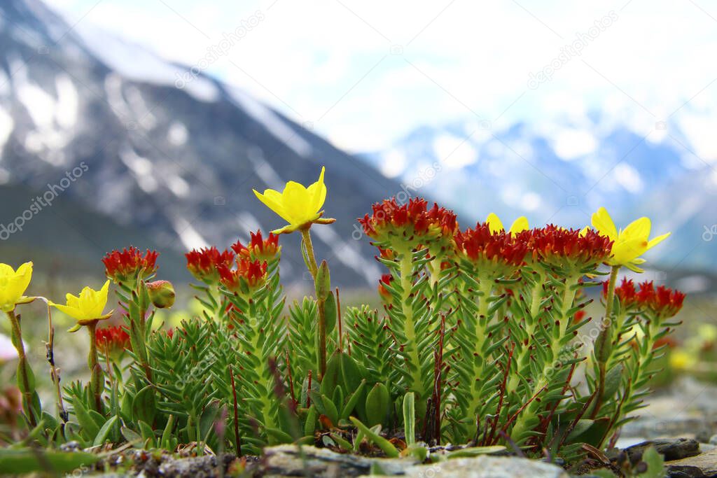 Wild red and yellow flowers grow on stones high in the mountains in Altai on the Karatyurek pass, in the distance snow-capped mountain slopes, blurred background, summer, sunny