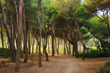 İspanya 'da, Mallorca' da bereketli bir tacı olan uzun ağaçların olduğu alışılmadık bir ormanda arka plandaki ağaçların arasından geçen bir patika.