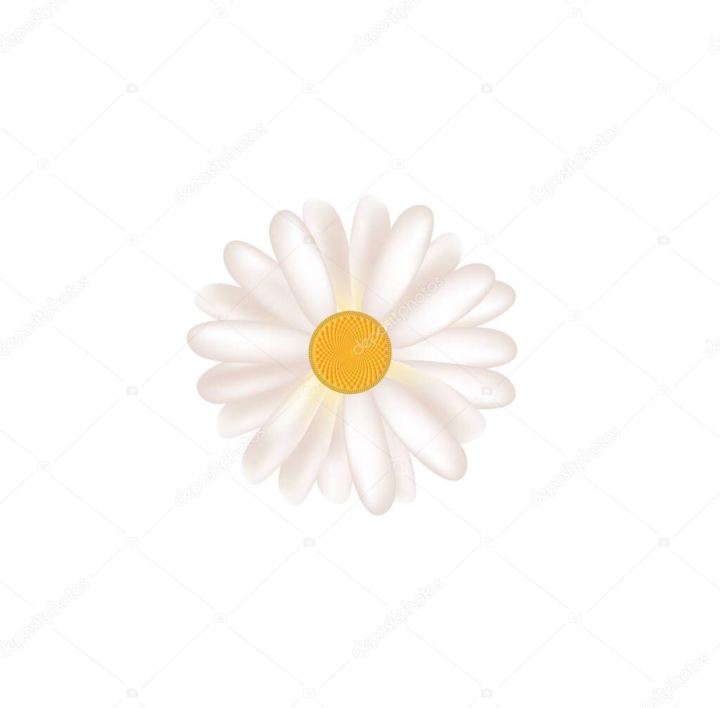 Isolated daisy flower. vector illustration
