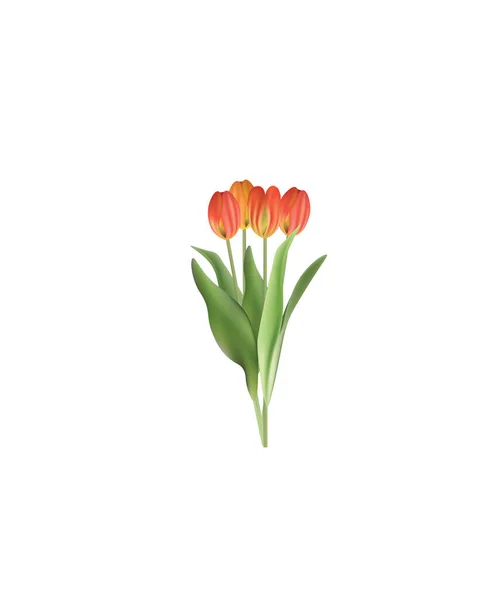 Tulipa Isolada Ilustração Vetorial — Vetor de Stock