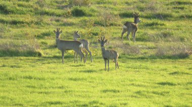 Capreolus capreolus, bu küçük geyik sürüsü taze buğday buğdaylarıyla dolu bir tarlada deliye dönerler. 