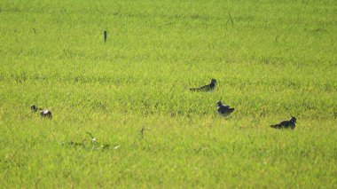 Vanellus vanellus, kanat hatasız küçük bir boydur ve arması arkaya uzanır.