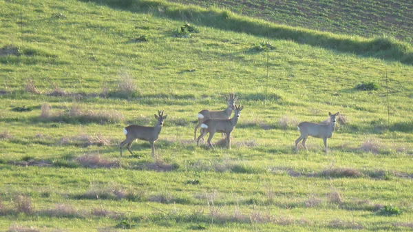 Capreolus Capreolus 一群小鹿在田野里吃着新鲜的麦片 它们从这里发疯了 — 图库照片
