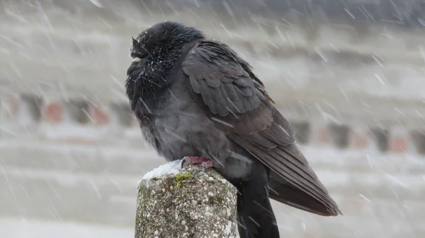 Pigeon, a snowfall has blocked a bird on a light pole which is standing there and trying to warm up