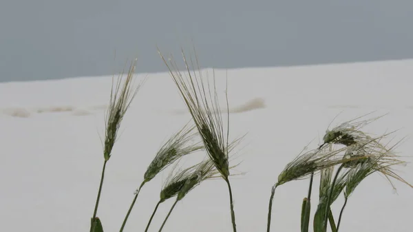 Chute Neige Matin Après Une Chute Neige Peu Gel Forme — Photo