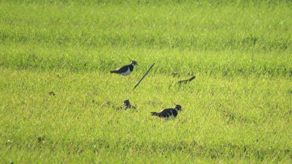 Vanellus vanellus, kanat hatasız küçük bir boydur ve arması arkaya uzanır.