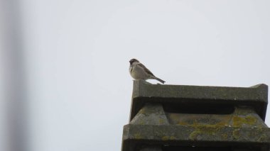 Passer italiae, çatıları çok seven bir kuş, bu yüzden adı da çatı serçesi çünkü hayatının çoğunu orada geçiriyor.
