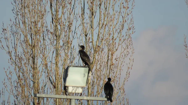 Phalacrocorax Karbonhidrat Yaygın Karabatak Gölün Üzerindeki Bir Direğe Tünemiş Her — Stok fotoğraf