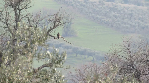 Doğal Manzara Bir Ağaç Dalına Tünemiş Bir Akbaba Manzaranın Tadını — Stok fotoğraf