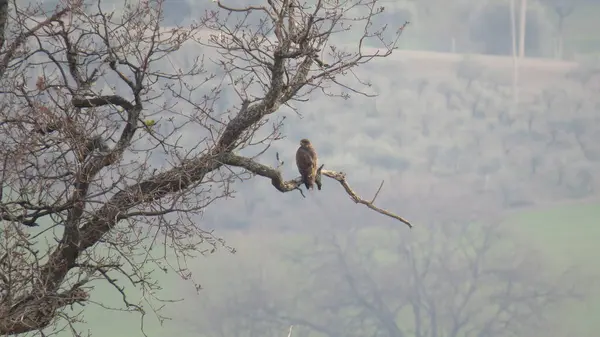 自然景观 一只秃鹰栖息在树枝上欣赏风景 — 图库照片