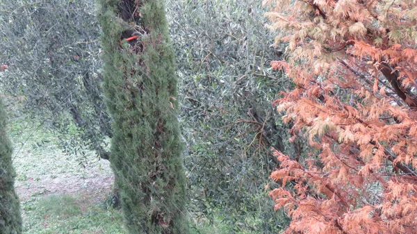 Kar yağışı, çok güçlü bir kar yağışı gökyüzünden inerken fotoğraflandı ve buradaki her şey beyazladı.